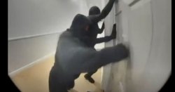 Terrifying moment Ring doorbell catches masked thugs trying to smash family&#039;s door down
