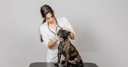 Vet warns certain dog breeds &#039;should only be allowed out for 10-15 mins&#039; in hot weather