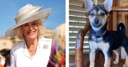 Palace release first picture of Queen Camilla&#039;s puppy ahead of important event
