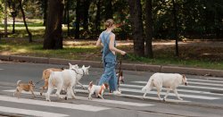 Dog trainer shares &#039;friendly&#039; breed he recommends for first-time owners