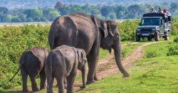 The overlooked country with ‘amazing’ safaris that’s not in Africa