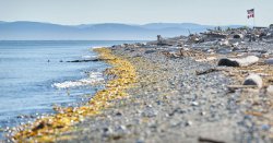 The peaceful isolated town with ancient forest and miles of beaches