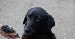 Woman collects dog from groomers but realises &#039;horrible mistake&#039; hours later