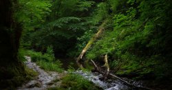 Beautiful UK rainforest with waterfall and bustling wildlife is a &#039;must-visit&#039;